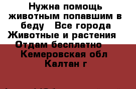 Нужна помощь животным попавшим в беду - Все города Животные и растения » Отдам бесплатно   . Кемеровская обл.,Калтан г.